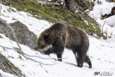 Grizzly Jam in Pelican Valley YNP 2025